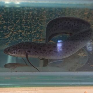 生きた化石❗肺魚‼️(プロトプテルス・ドロイ) 生きた化石❗肺魚‼️(プロトプテルス・ドロイ)