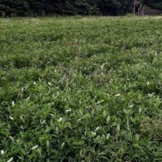 落花生収穫雑草とりなど9月23.25.27