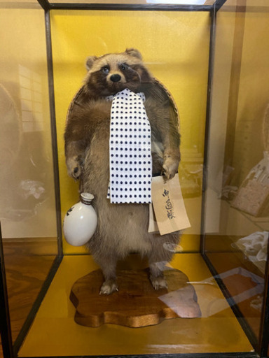 たぬきの剥製 beginnerswla.com