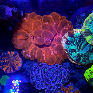 コハナガタサンゴ LL 