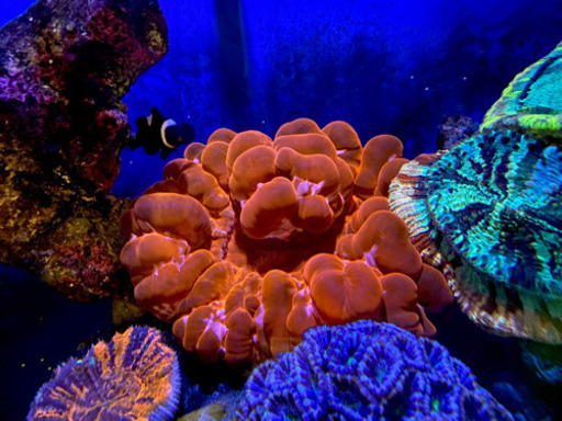 コハナガタサンゴ LL - 大阪府のその他 