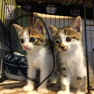 1ヶ月過ぎぐらいの子猫3兄弟　里親募集☆里親様きまりました。あり...