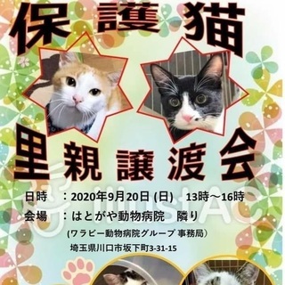 はとがや動物病院　保護猫譲渡会とガレージセール