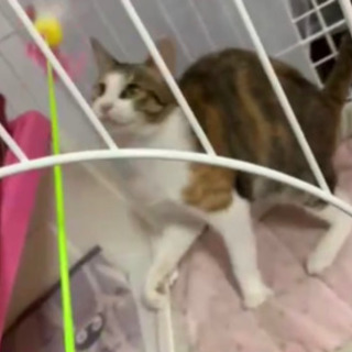 美人ミケ猫