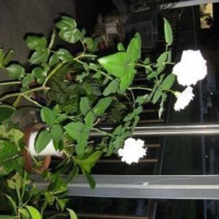 四季咲き白バラ　大きめ苗　