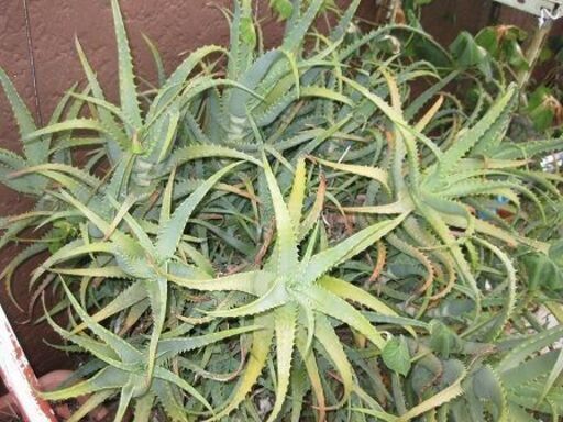 多肉植物サボテンキダチアロエカット1本医者いらず 持って行って Ran 有田のその他の中古あげます 譲ります ジモティーで不用品の処分
