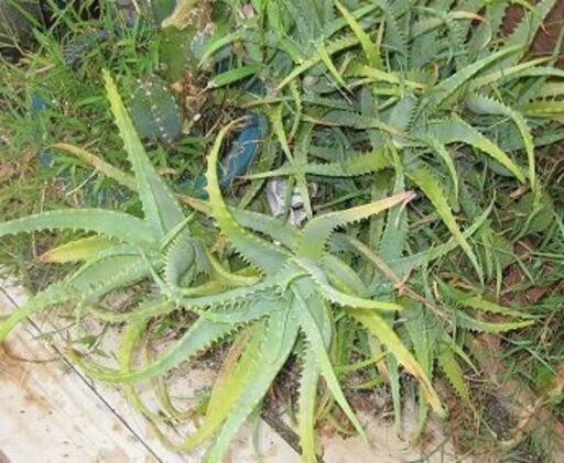 多肉植物サボテンキダチアロエカット1本医者いらず 持って行って Ran 有田のその他の中古あげます 譲ります ジモティーで不用品の処分