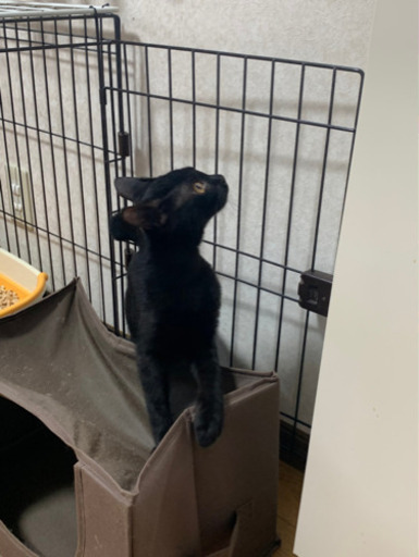 子猫ゆずります 黒猫ちゃん かぎしっぽ ラーメン大好き猫 盛岡の猫の里親募集 ジモティー