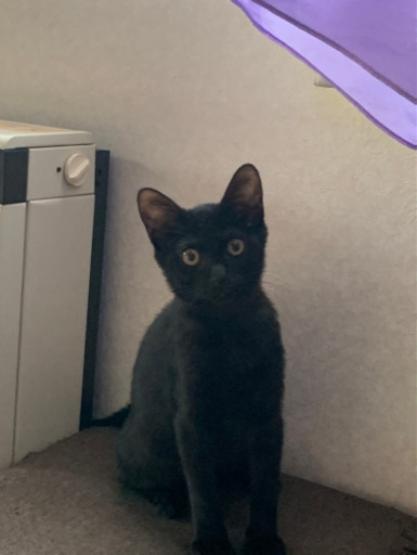 子猫ゆずります 黒猫ちゃん まっすぐシッポ 男の子 ラーメン大好き猫 盛岡の猫の里親募集 ジモティー