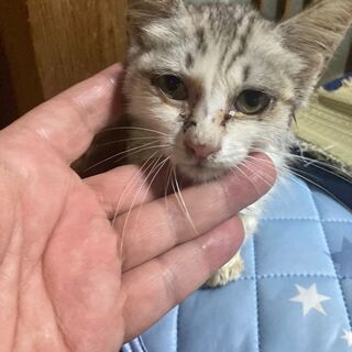 子猫保護しました。 - 豊後高田市