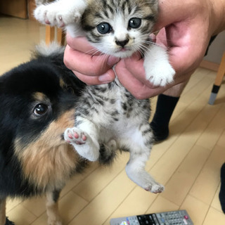 子猫の里親さんを探しています