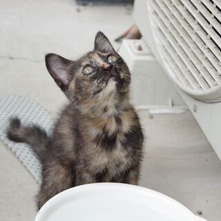 ７月20日生まれのカギしっぽの可愛いサビネコです