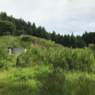 静岡県富士宮市内の山林を売ります。