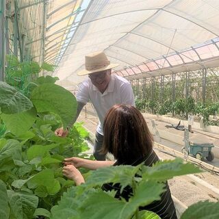 【若葉区/障がい者求人】しあわせな働き方を目指す。野菜づくりのお仕事を通して、働く「楽しさ」を見つける。 - 軽作業