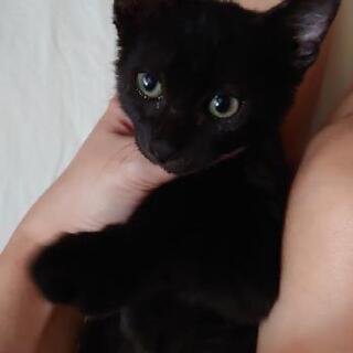 生後3ヶ月くらいの保護黒猫