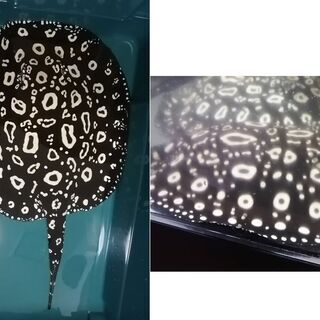 残り1匹 【極美・大化け確実】ダイヤモンドポルカ（品川血統）ベビー