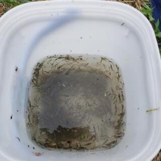 中古モエビが無料 格安で買える ジモティー