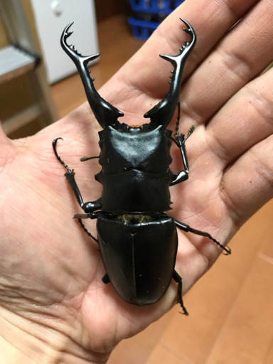 【お取引決定】ギラファノコギリクワガタ ペア ♂105.7mm ♀フリーサイズ