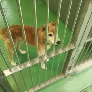 里親決定！有難うございました！　🆘保健所収容🐶【県外譲渡可】穏やかなお散歩🐾大好きシニア君❗️僕と家族になってください🍀の画像