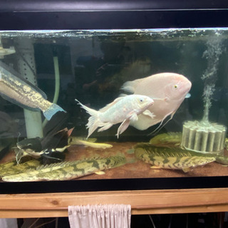 水槽規模縮小のため大型魚など格安販売