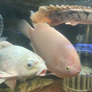 水槽規模縮小のため大型魚など格安販売