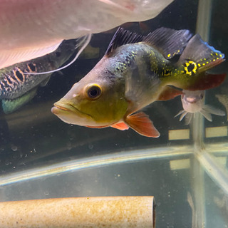 水槽規模縮小のため大型魚など格安販売