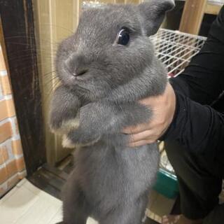 福岡県のうさぎ 里親募集 ジモティー