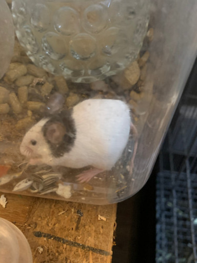 純血パンダマウス 全てお迎えに来ていただきました Yamada 下大利のその他の里親募集 ジモティー