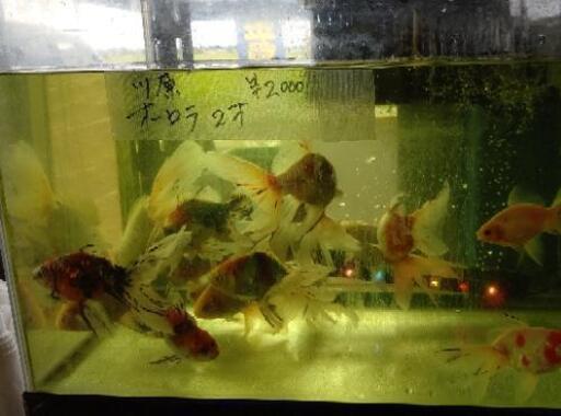 金魚いろいろー 錦鯉いろいろー メダカもーー ｇ 霞ヶ関のその他の無料広告 無料掲載の掲示板 ジモティー