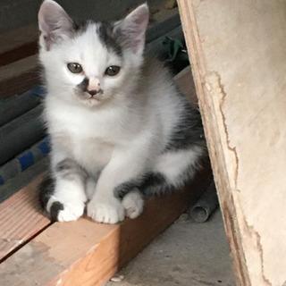 1.2ヶ月のかわいいニャンコ - 猫