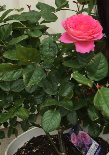 薔薇 フラゴナール Daiking 三河三谷のその他の中古あげます 譲ります ジモティーで不用品の処分