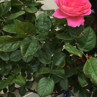 薔薇 フラゴナール Daiking 三河三谷のその他の中古あげます 譲ります ジモティーで不用品の処分 薔薇 フラゴナール Daiking 三河三谷のその他の中古あげます 譲ります ジモティーで不用品の処分