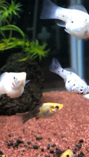 決まりました ミックスバルーンモーリー１匹10円で譲ります 引き取り限定です ブッシー 各務原のその他の中古あげます 譲ります ジモティーで不用品の処分