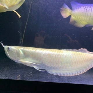 ワイルドシルバーアロワナ