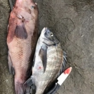 中古美品☆DAIWA ダイワ DXR 1-52SMT 超弾性チタン合金穂先☆