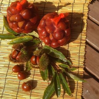 本日限り！一番おいしい時季に、季節の移ろいを感じる旬食材をご自宅で。