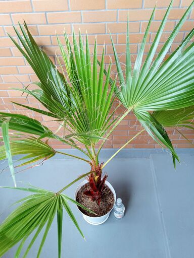 南国 ワシントンヤシ Mワシントニアヤシ地植えできます高さ約1 以上 Leo 名古屋のその他の中古あげます 譲ります ジモティーで不用品の処分 南国 ワシントンヤシ Mワシントニアヤシ地植えできます高さ約1 以上 Leo 名古屋のその他の中古あげます 譲ります ジモティーで不用品の処分