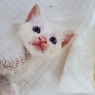生後数週間 白猫オス(キュート)の画像