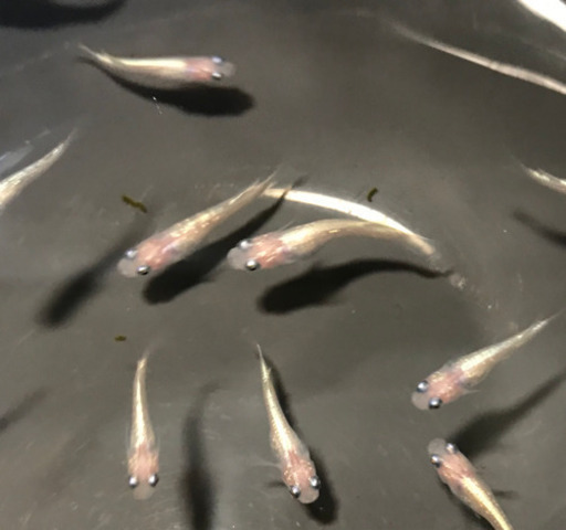 ピンクダイアモンドダストメダカ稚魚15 A匹来年春から繁殖用個体 黒猫ぷっちぃ 河内長野のその他の中古あげます 譲ります ジモティーで不用品の処分