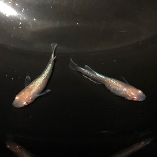 メダカ　王妃　1ペア