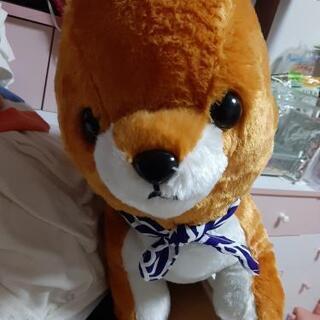 中古豆しば三兄弟が無料 格安で買える ジモティー 中古豆しば三兄弟が無料 格安で買える ジモティー