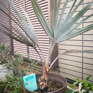 ビスマルク・ノビリス・シルバーヤシ