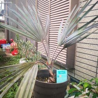 ビスマルク・ノビリス・シルバーヤシ