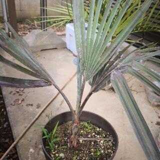 ビスマルク・ノビリス・シルバーヤシ