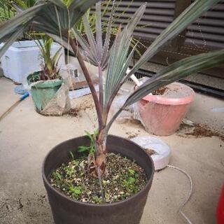 ビスマルク・ノビリス・シルバーヤシ