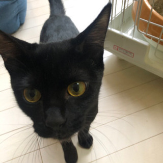 5ヶ月の黒猫ちゃんの画像