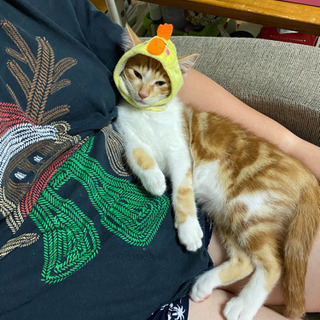 甘えん坊の保護猫です − 岩手県