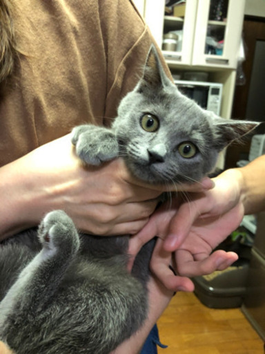 生後3ヶ月メスロシアンブルー？ (大介高橋) 上湯沢の猫の里親募集 