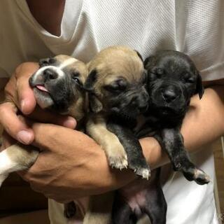 福岡県の犬の里親募集 ジモティー