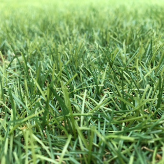 ■取引済■FIFA公認＊リアル人工芝2M×10Ꮇ（新品未開封）